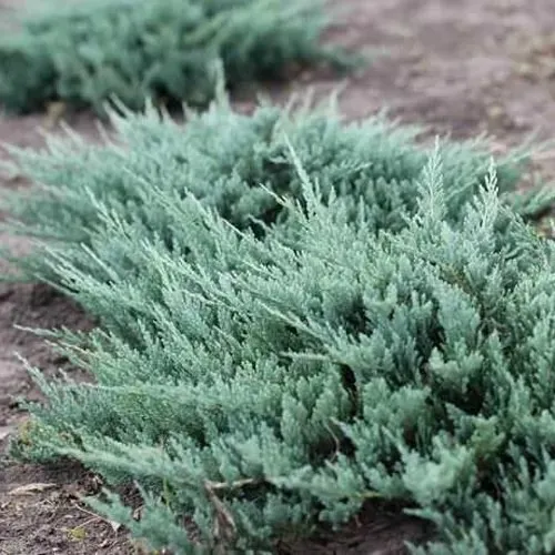 Можжевельник БЛЮ ЧИП горизонтальный  Можжевельник БЛЮ ЧИП горизонтальный в Санкт-Петербурге