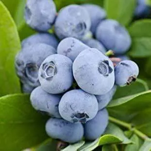 Ранние сорта  Ранние сорта в Санкт-Петербурге