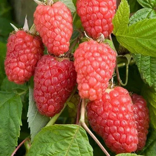 Малина КАСКАД ДЕЛАЙТ  Малина КАСКАД ДЕЛАЙТ в Санкт-Петербурге