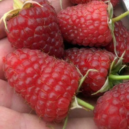 Саженцы малины Атлант Саженцы малины Атлант