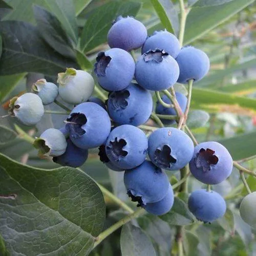 Голубика ЛЕГАЦИЯ  Голубика ЛЕГАЦИЯ в Санкт-Петербурге