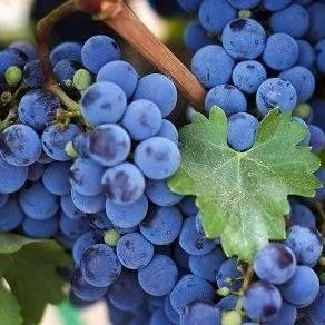 Винный   Винный  в Санкт-Петербурге