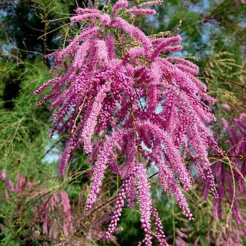 Тамарикс ПИНК КАСКАД  Тамарикс ПИНК КАСКАД в Санкт-Петербурге