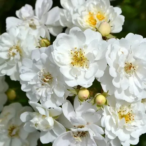 Саженцы роз ГИРЛЯНДА ДЕ АМУР мускусная  Саженцы роз ГИРЛЯНДА ДЕ АМУР мускусная в Санкт-Петербурге