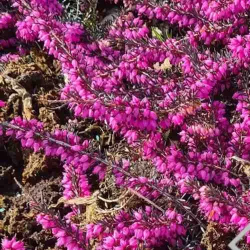 ЭРИКА "АЛЬПИЙСКИЙ ВЕРЕСК" (зимующая) сорт АТРОРУБРА  ЭРИКА "АЛЬПИЙСКИЙ ВЕРЕСК" (зимующая) сорт АТРОРУБРА в Санкт-Петербурге