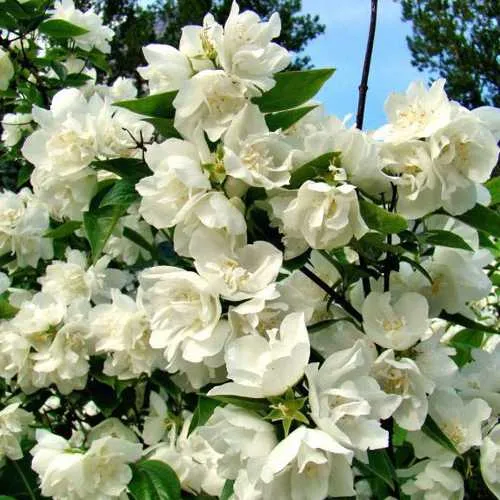 Жасмин ДЕНИСКИНЫ РАССКАЗЫ  Жасмин ДЕНИСКИНЫ РАССКАЗЫ в Санкт-Петербурге