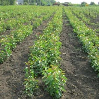 Подвой груши ДИКАЯ ГРУША  Подвой груши ДИКАЯ ГРУША в Санкт-Петербурге