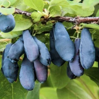 Саженцы жимолости оптом в Санкт-Петербурге