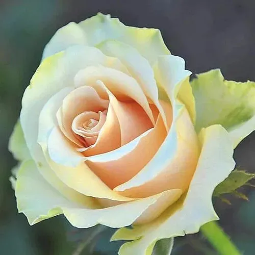 Саженцы роз ТАЛЕЯ чайно-гибридная  Саженцы роз ТАЛЕЯ чайно-гибридная в Санкт-Петербурге