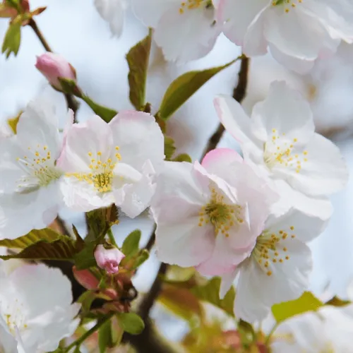 Вишня ОКАМЕ  Вишня ОКАМЕ в Санкт-Петербурге