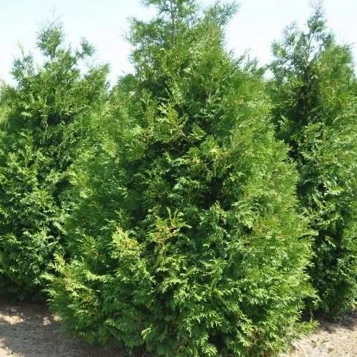 Туя ВАКСЕН западная  Туя ВАКСЕН западная в Санкт-Петербурге