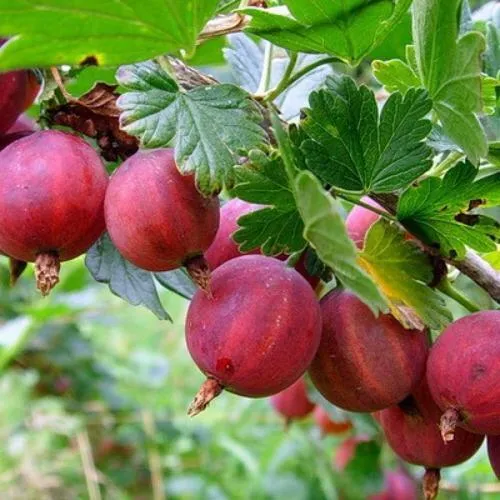 Крыжовник КРАСНОСЛАВЯНСКИЙ  Крыжовник КРАСНОСЛАВЯНСКИЙ в Санкт-Петербурге