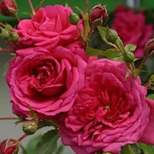 Саженцы роз ЛАГУНА плетистая  Саженцы роз ЛАГУНА плетистая в Санкт-Петербурге