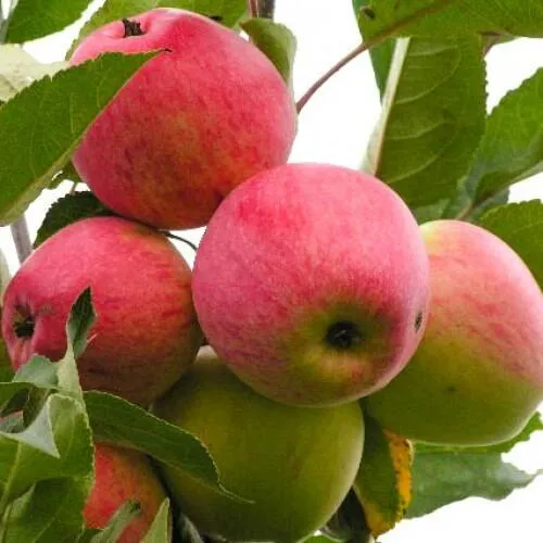 Яблоня МЕЧТА  Яблоня МЕЧТА в Санкт-Петербурге