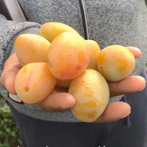 Слива ЯХОНТОВАЯ  Слива ЯХОНТОВАЯ в Санкт-Петербурге