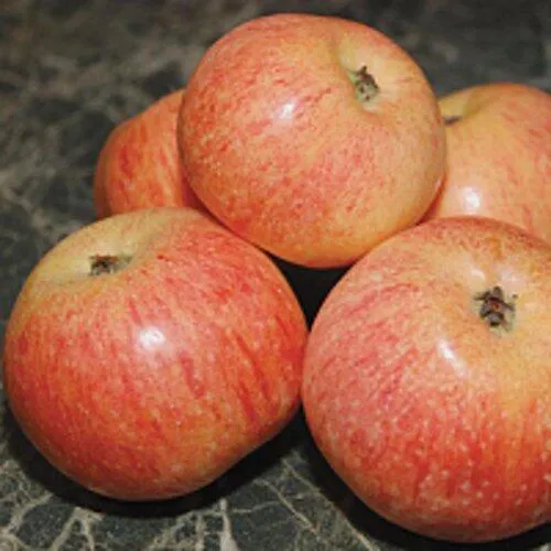 Яблоня КОНФЕТНОЕ  Яблоня КОНФЕТНОЕ в Санкт-Петербурге