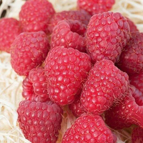 Малина МАРАСТАР  Малина МАРАСТАР в Санкт-Петербурге