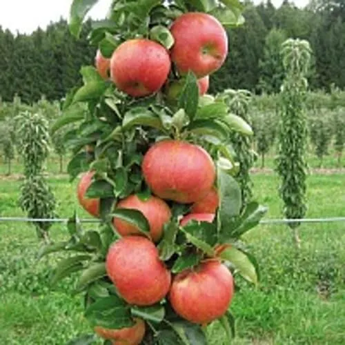 Яблоня ЯНТАРНОЕ ОЖЕРЕЛЬЕ колонновидная  Яблоня ЯНТАРНОЕ ОЖЕРЕЛЬЕ колонновидная в Санкт-Петербурге