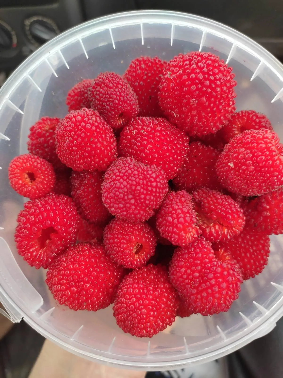 Малина Малина