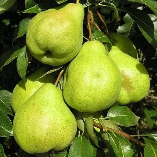 Груша АВГУСТОВСКАЯ РОСА  Груша АВГУСТОВСКАЯ РОСА в Санкт-Петербурге