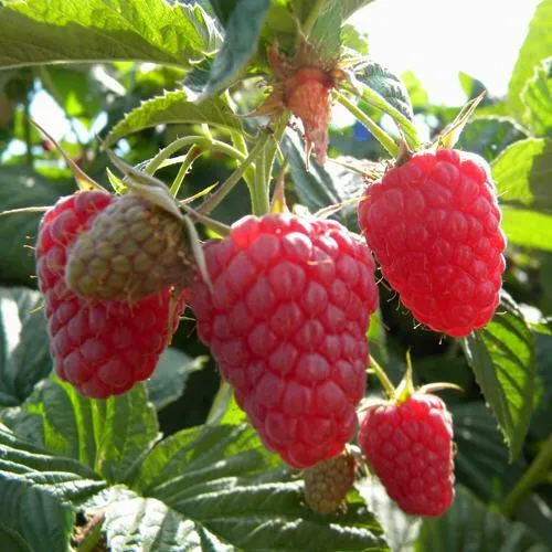 Саженцы малины Жар-птица Саженцы малины Жар-птица