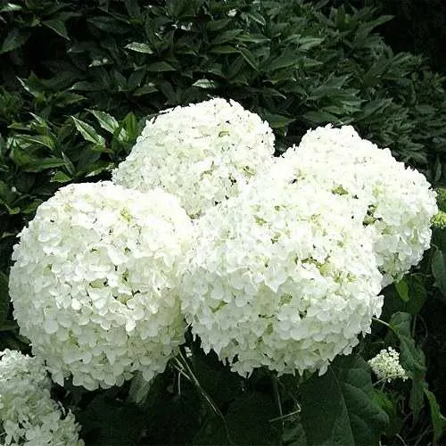 Гортензия АННАБЕЛЬ древовидная  Гортензия АННАБЕЛЬ древовидная в Санкт-Петербурге