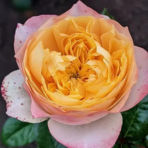 Саженцы роз ГОЛДЕН ВУВУЗЕЛА чайно-гибридная  Саженцы роз ГОЛДЕН ВУВУЗЕЛА чайно-гибридная в Санкт-Петербурге