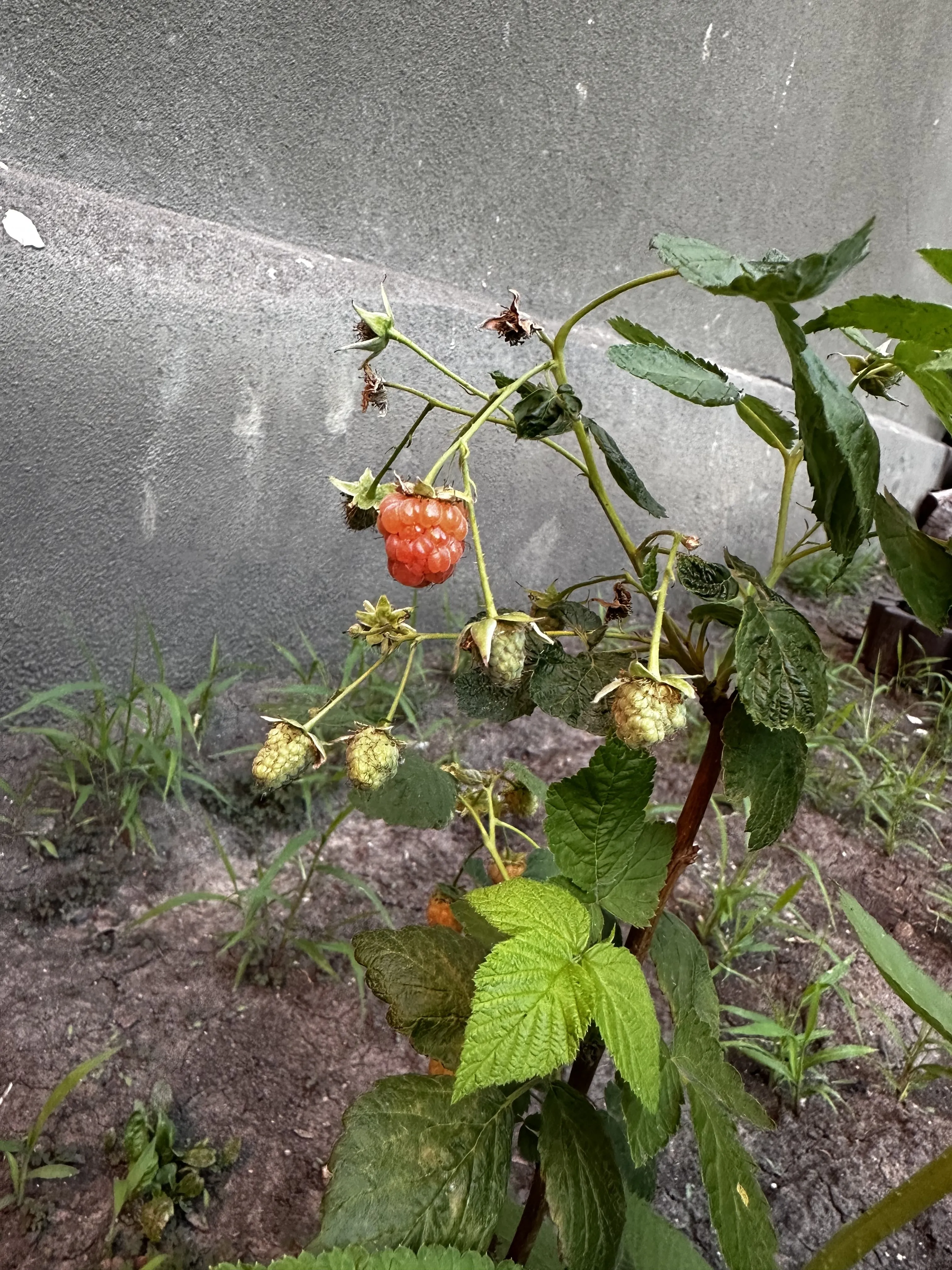 Валерия  Валерия