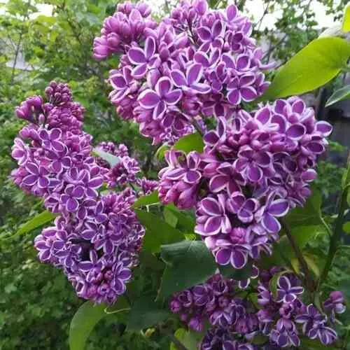 Сирень СЕНСАЦИЯ  Сирень СЕНСАЦИЯ в Санкт-Петербурге