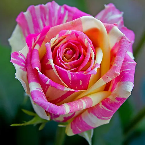 Саженцы роз ФИЕСТА чайно-гибридная  Саженцы роз ФИЕСТА чайно-гибридная в Санкт-Петербурге