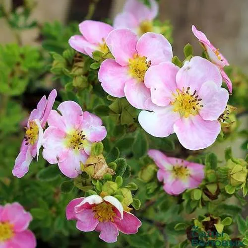 Лапчатка НЬЮ ДАУН кустарниковая  Лапчатка НЬЮ ДАУН кустарниковая в Санкт-Петербурге