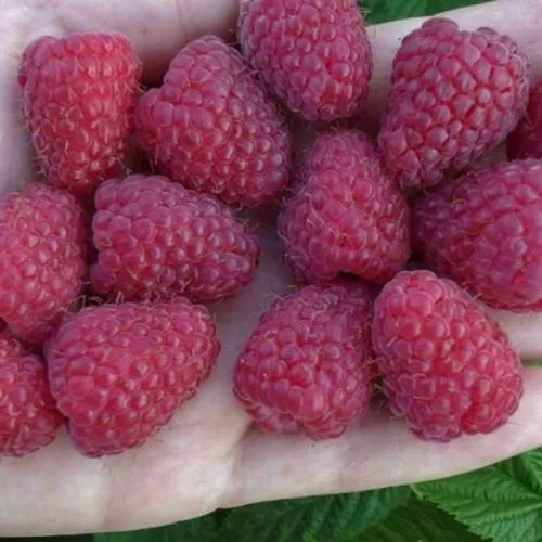 Саженцы малины Корпико Саженцы малины Корпико