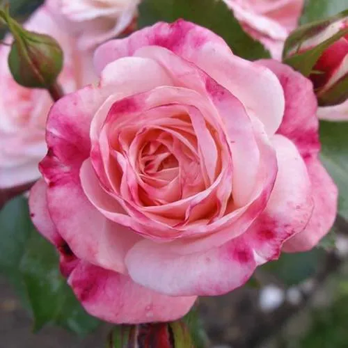 Саженцы роз РОЗЕНШТАДТ ФРАЙЗИНГ шраб  Саженцы роз РОЗЕНШТАДТ ФРАЙЗИНГ шраб в Санкт-Петербурге