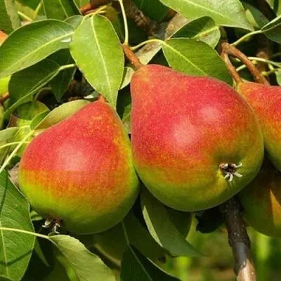 Саженцы груши оптом в Санкт-Петербурге