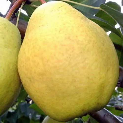 Груша ОСЕННИЙ ВЕЛИКАН в Санкт-Петербурге