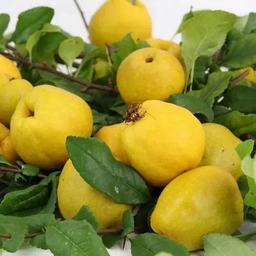 Айва ЯПОНСКАЯ  Айва ЯПОНСКАЯ в Санкт-Петербурге