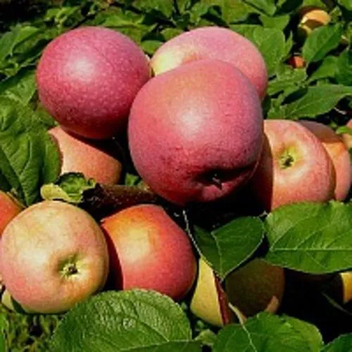 Яблоня СЛАВА ПОБЕДИТЕЛЯМ  Яблоня СЛАВА ПОБЕДИТЕЛЯМ в Санкт-Петербурге