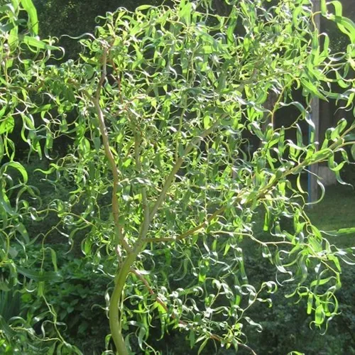 Ива МАТСУДАНА  Ива МАТСУДАНА в Санкт-Петербурге