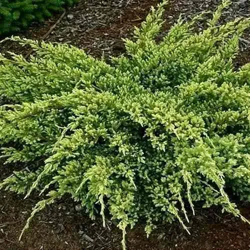 Можжевельник ДРИМ ДЖОЙ чешуйчатый  Можжевельник ДРИМ ДЖОЙ чешуйчатый в Санкт-Петербурге