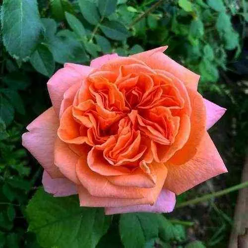 Саженцы роз РЕНЕ ГОССИНИ чайно-гибридная  Саженцы роз РЕНЕ ГОССИНИ чайно-гибридная в Санкт-Петербурге