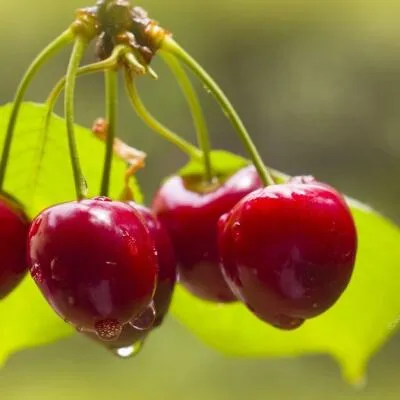 Черешня СИНЯВСКАЯ  Черешня СИНЯВСКАЯ в Санкт-Петербурге