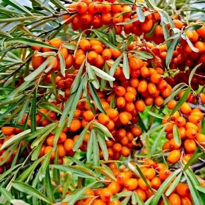 Саженцы облепихи оптом в Санкт-Петербурге