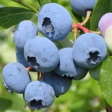 Поздние сорта  Поздние сорта в Санкт-Петербурге