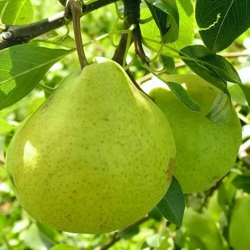Груша ДАЛИКОР колонновидная  Груша ДАЛИКОР колонновидная в Санкт-Петербурге