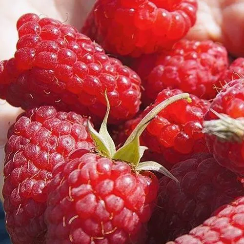 Саженцы малины Гордость России Саженцы малины Гордость России