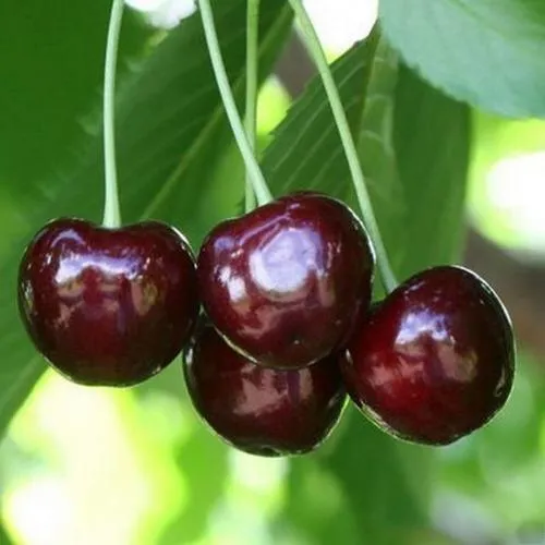 Черешня ЛЕНИНГРАДСКАЯ ЧЁРНАЯ  Черешня ЛЕНИНГРАДСКАЯ ЧЁРНАЯ в Санкт-Петербурге