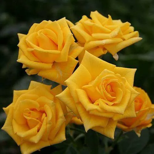 Саженцы роз ШАНИ спрей  Саженцы роз ШАНИ спрей в Санкт-Петербурге