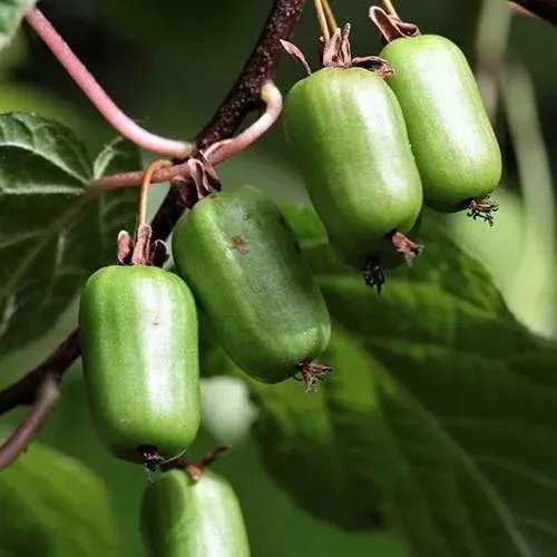 Актинидия СЕНТЯБРЬСКАЯ коломикта  Актинидия СЕНТЯБРЬСКАЯ коломикта в Санкт-Петербурге
