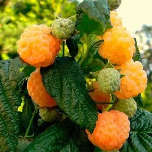 Саженцы малины Абрикосовой Саженцы малины Абрикосовой