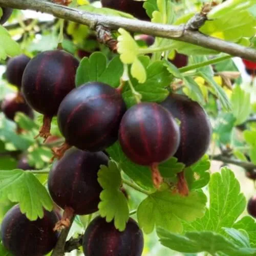 Крыжовник СЕВЕРНЫЙ КАПИТАН  Крыжовник СЕВЕРНЫЙ КАПИТАН в Санкт-Петербурге